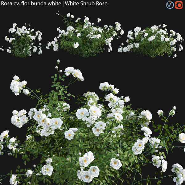 Rosa cv floribunda white  - White Shrub Rose 01