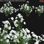 Rosa cv floribunda white - White Shrub Rose 02