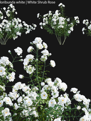 Rosa cv floribunda white - White Shrub Rose 02