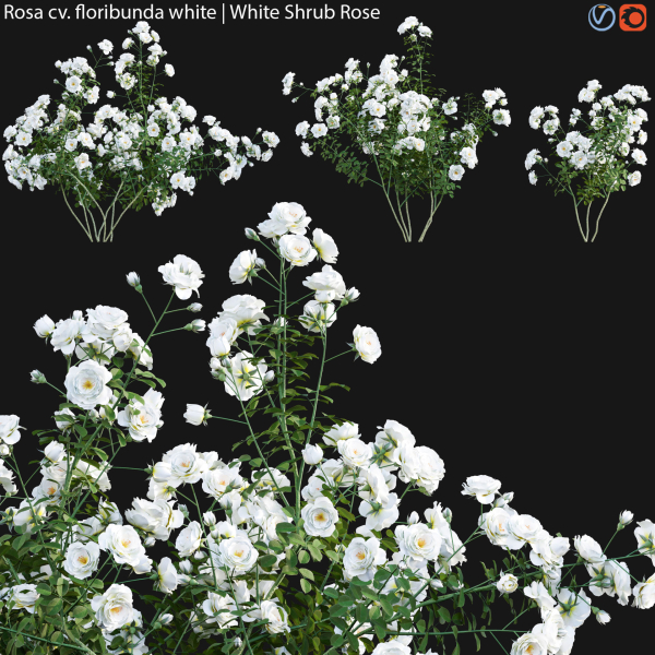 Rosa cv floribunda white - White Shrub Rose 02