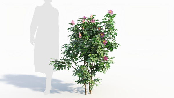 Rosa virginiana a