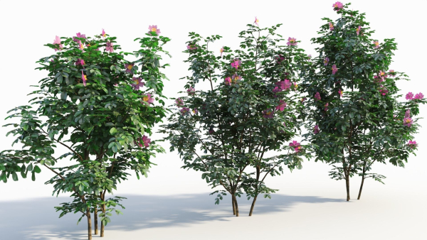 Rosa virginiana a