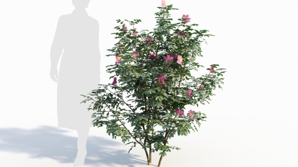 Rosa virginiana a