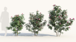 Rosa virginiana a