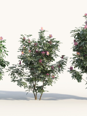 Rosa virginiana a