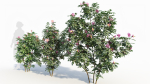 Rosa virginiana a
