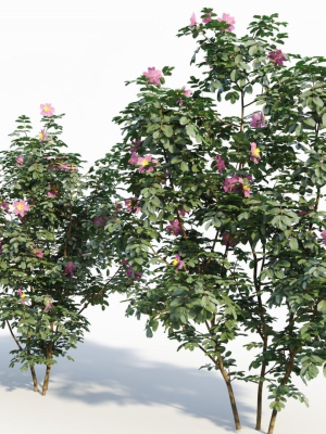 rosa-virginiana-a-3d-model-edddd83fe2