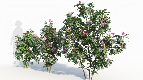 Rosa virginiana a