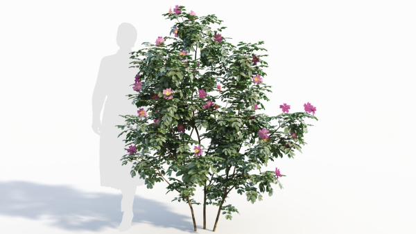 Rosa virginiana a