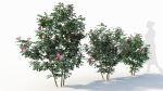 Rosa virginiana a