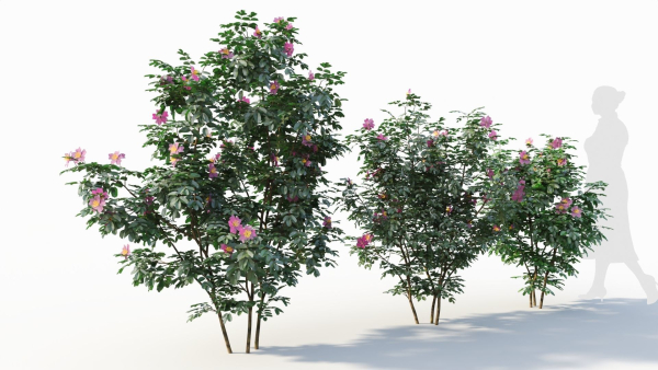 Rosa virginiana a