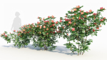 Rosa virginiana b