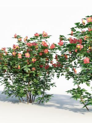 rosa-virginiana-b-3d-model-1bebe6503c