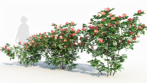 Rosa virginiana b