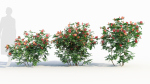 Rosa virginiana b