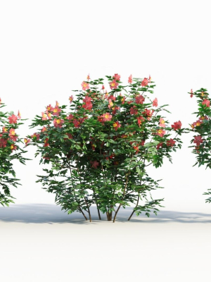 Rosa virginiana b