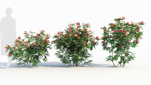 Rosa virginiana b