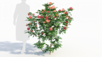 Rosa virginiana b
