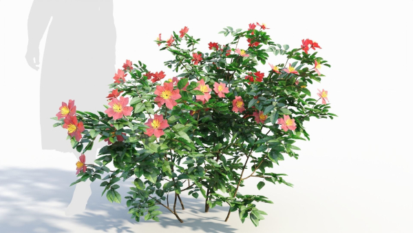Rosa virginiana b