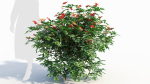 Rosa virginiana b
