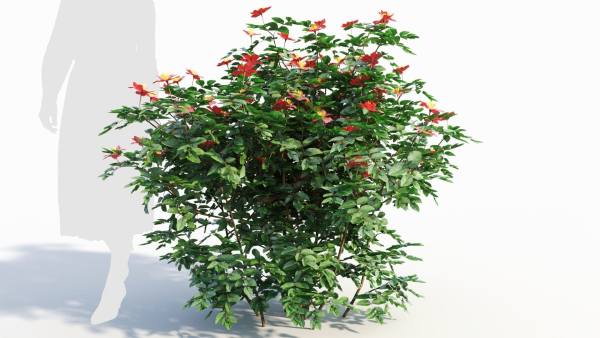 Rosa virginiana b