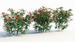 Rosa virginiana b