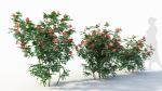 Rosa virginiana b
