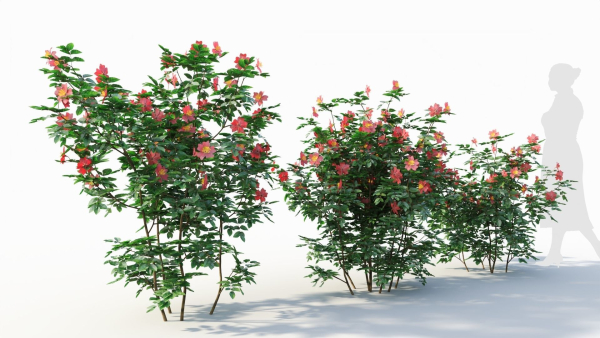 Rosa virginiana b