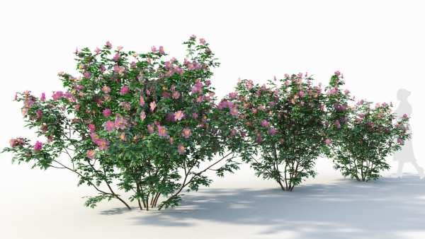 Rosa virginiana c