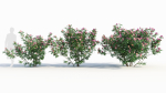 Rosa virginiana c