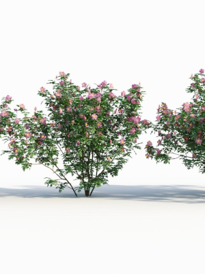 Rosa virginiana c