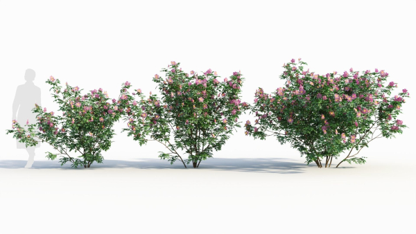 Rosa virginiana c