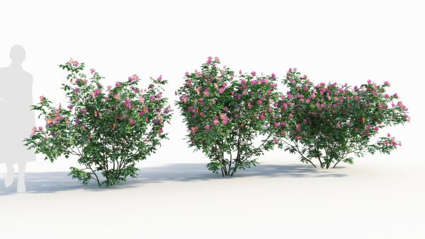Rosa virginiana c