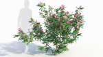 Rosa virginiana c
