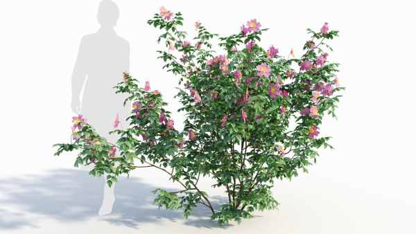 Rosa virginiana c