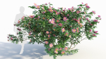 Rosa virginiana c