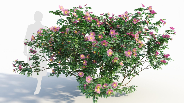 Rosa virginiana c