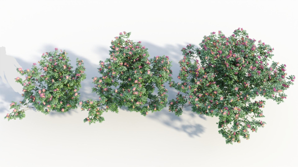 Rosa virginiana c