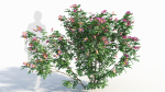 Rosa virginiana c