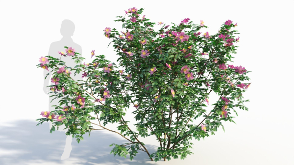 Rosa virginiana c