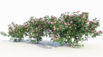 Rosa virginiana c