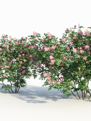rosa-virginiana-c-3d-model-fe56e8b321