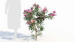 Rosa virginiana d