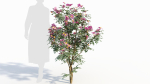 Rosa virginiana d