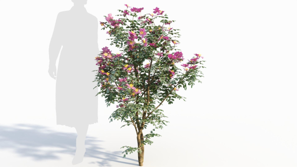 Rosa virginiana d