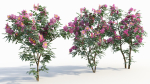 Rosa virginiana d