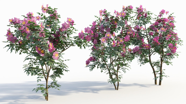 Rosa virginiana d