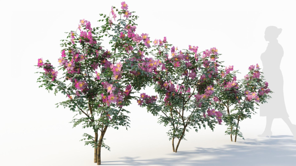 Rosa virginiana d