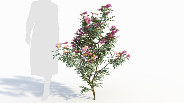 Rosa virginiana d