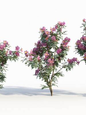 Rosa virginiana d